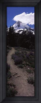 Framed Wildflowers along a trail with mountain in the background, Cloud Cap Trail, Mt Hood, Oregon, USA Print