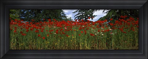 Framed Flanders field poppies (Papaver rhoeas) in a field, Anacortes, Fidalgo Island, Skagit County, Washington State Print