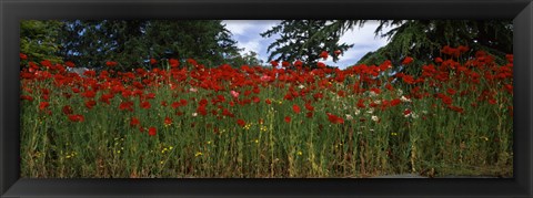 Framed Flanders field poppies (Papaver rhoeas) in a field, Anacortes, Fidalgo Island, Skagit County, Washington State Print