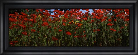 Framed Close up of  poppies in a field, Anacortes, Fidalgo Island, Washington State Print