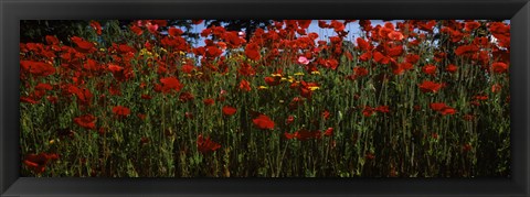 Framed Close up of  poppies in a field, Anacortes, Fidalgo Island, Washington State Print