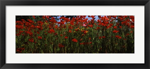 Framed Close up of  poppies in a field, Anacortes, Fidalgo Island, Washington State Print