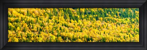 Framed Autumn Colors at Appalachian Mountains, Mount Carleton Provincial Park, Restigouche County, New Brunswick, Canada Print