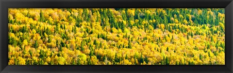 Framed Autumn Colors at Appalachian Mountains, Mount Carleton Provincial Park, Restigouche County, New Brunswick, Canada Print