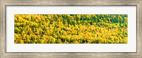 Framed Autumn Colors at Appalachian Mountains, Mount Carleton Provincial Park, Restigouche County, New Brunswick, Canada Print