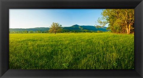 Framed Lone oak tree in a field, Cades Cove, Great Smoky Mountains National Park, Tennessee, USA Print