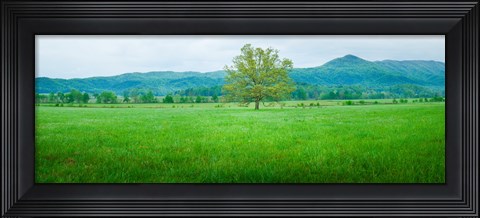 Framed Agricultural field with mountains in the background, Cades Cove, Great Smoky Mountains National Park, Tennessee, USA Print