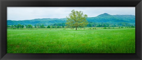 Framed Agricultural field with mountains in the background, Cades Cove, Great Smoky Mountains National Park, Tennessee, USA Print