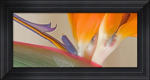 Framed Close Up of Strelitzia in bloom, California Print