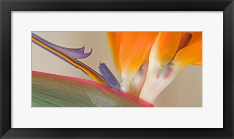 Framed Close Up of Strelitzia in bloom, California Print