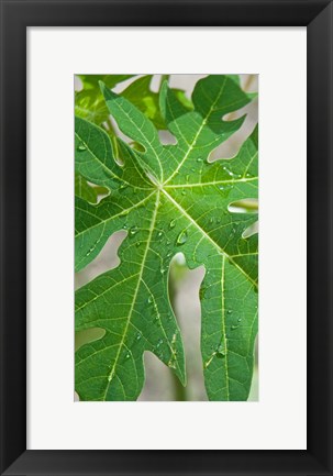 Framed Raindrops on papaya tree leaf, La Digue, Seychelles Print