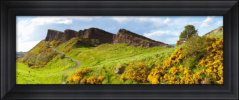 Framed Gorse bushes growing on Arthur&#39;s Seat, Edinburgh, Scotland Print