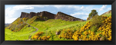 Framed Gorse bushes growing on Arthur&#39;s Seat, Edinburgh, Scotland Print