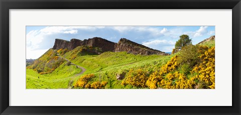 Framed Gorse bushes growing on Arthur&#39;s Seat, Edinburgh, Scotland Print