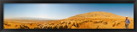 Framed Shepherd standing with flock of sheep, Jerusalem, Israel Print