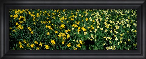 Framed Daffodils in Green Park, City of Westminster, London, England Print