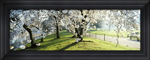 Framed Cherry blossom in St. James&#39;s Park, City of Westminster, London, England Print