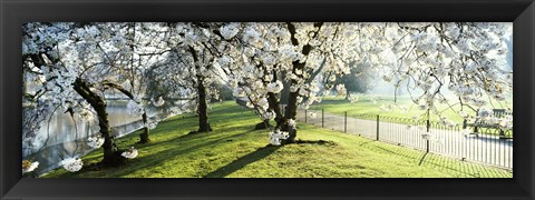 Framed Cherry blossom in St. James&#39;s Park, City of Westminster, London, England Print