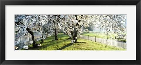 Framed Cherry blossom in St. James&#39;s Park, City of Westminster, London, England Print