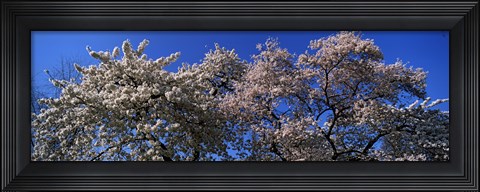 Framed Top of a Cherry blossom, St. James&#39;s Park, London, England Print