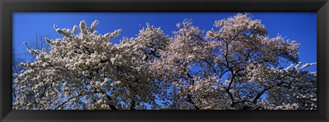 Framed Top of a Cherry blossom, St. James&#39;s Park, London, England Print