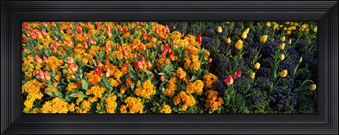 Framed Flowers in Hyde Park, City of Westminster, London, England Print