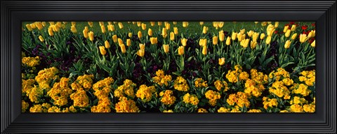 Framed Yellow Flower Bed, Hyde Park, City of Westminster, London, England Print