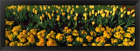 Framed Yellow Flower Bed, Hyde Park, City of Westminster, London, England Print