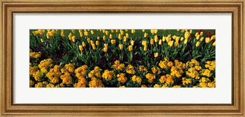 Framed Yellow Flower Bed, Hyde Park, City of Westminster, London, England Print
