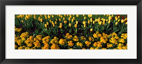 Framed Yellow Flower Bed, Hyde Park, City of Westminster, London, England Print