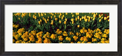 Framed Yellow Flower Bed, Hyde Park, City of Westminster, London, England Print