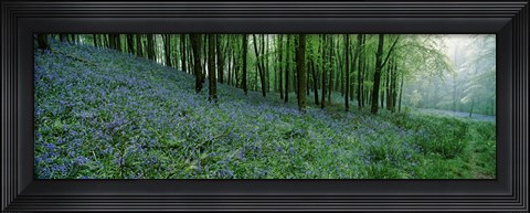 Framed Bluebell Wood near Beaminster, Dorset, England Print