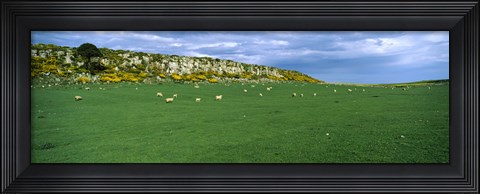 Framed Flock of sheep at Howick Scar Farm, Northumberland, England Print