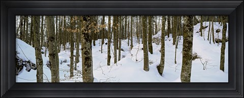 Framed Forest near Lake Bled, Upper Carniola, Slovenia Print