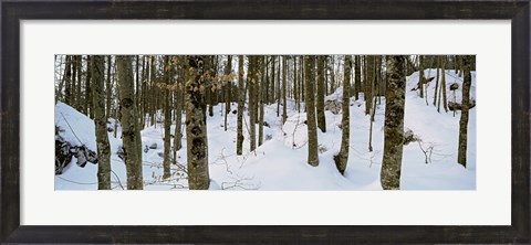 Framed Forest near Lake Bled, Upper Carniola, Slovenia Print