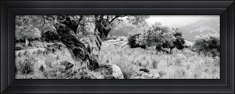 Framed Olive Grove, Majorca, Balearic Islands, Spain Print