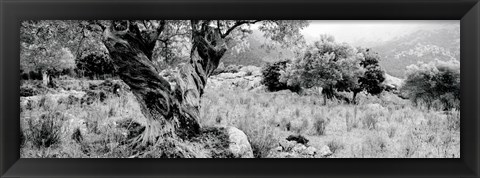 Framed Olive Grove, Majorca, Balearic Islands, Spain Print