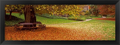 Framed Autumn Leaves in a Park, Christchurch, South Island, New Zealand Print