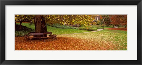Framed Autumn Leaves in a Park, Christchurch, South Island, New Zealand Print