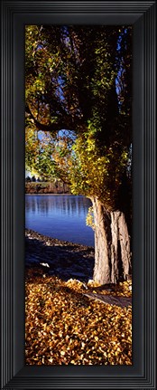 Framed Banks of Lake Wakatipu, Queenstown, South Island, New Zealand Print