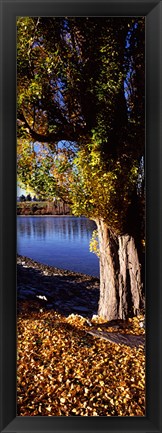 Framed Banks of Lake Wakatipu, Queenstown, South Island, New Zealand Print