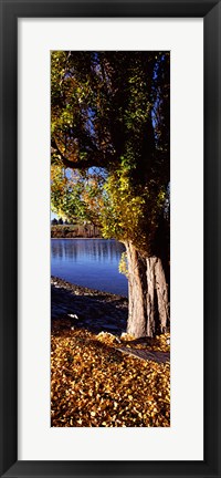 Framed Banks of Lake Wakatipu, Queenstown, South Island, New Zealand Print