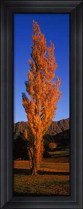 Framed Poplar tree on Golf Course, Queenstown, South Island, New Zealand Print