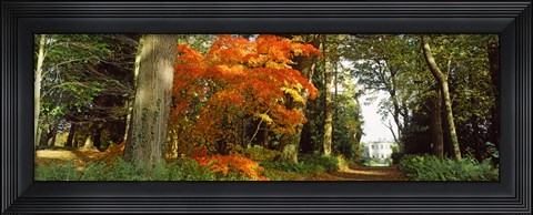 Framed Autumn trees at Thorp Perrow Arboretum, Bedale, North Yorkshire, England Print