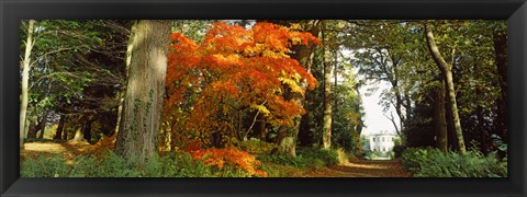 Framed Autumn trees at Thorp Perrow Arboretum, Bedale, North Yorkshire, England Print