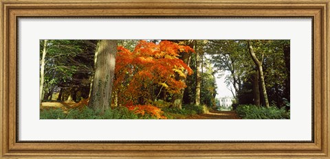 Framed Autumn trees at Thorp Perrow Arboretum, Bedale, North Yorkshire, England Print