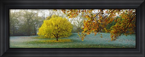 Framed Frost in autumn, St. James&#39;s Park, City Of Westminster, London, England Print