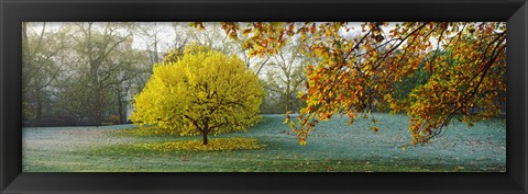 Framed Frost in autumn, St. James&#39;s Park, City Of Westminster, London, England Print