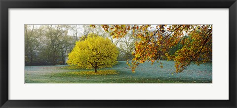 Framed Frost in autumn, St. James&#39;s Park, City Of Westminster, London, England Print