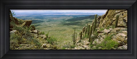 Framed Saguaro cactus, Tucson Mountain Park, Arizona Print